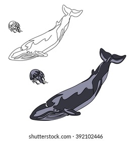 Picture of gray whale, and jellyfish