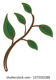 The picture of green leaves that have flat surfaces and blunt tips vector color drawing or illustration 