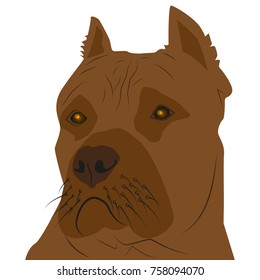 Picture of the head of the dog. Pittle Terrier