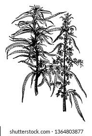 Picture is of hemp Plant. It is a genus of flowering plant in the family Cannabaceae. It is showing leaf's and flower's part, vintage line drawing or engraving illustration.