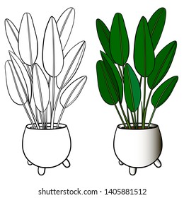 A picture of a house plant in a planter. Vector outline illustration drawings of coloured indoor plant in a flowerpot isolated on a white background. Strelitzia plant