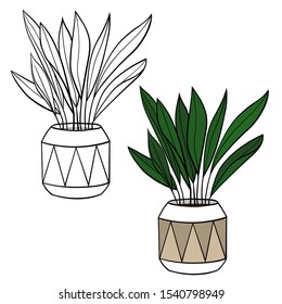 A picture of a house plant in a planter. Vector outline illustration drawings of coloured indoor plant in a flowerpot isolated on a white background. Aspidistra Plant