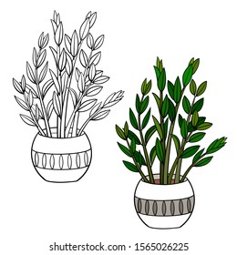A picture of a house plant in a planter. Vector outline illustration drawings of coloured indoor plant in a flowerpot isolated on a white background. Zamioculcas Plant (ZZ plant)