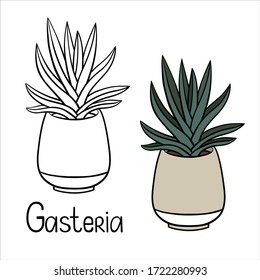 A picture if a house plant in a planter. Vector outline illustration drawings of coloured indoor plant in a flowerpot isolated on a white background with a handwriting caption. Gasteria Plant