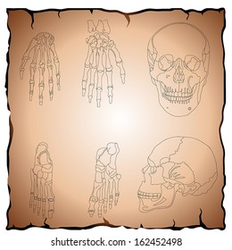 picture of human bones of the hands and  of the feet and skull on old parchment