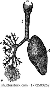 Imagen del pulmón humano en el que se inicia primero desde la tubería de viento y luego se completa la estructura interna de los pulmones, dibujo de la línea vintage o ilustración de grabado.