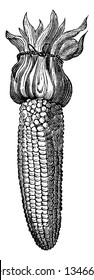 A picture of Indian corn or Maize which grows with a strong, jointed stalk, rising to the height of five to fifteen feet, vintage line drawing or engraving illustration.