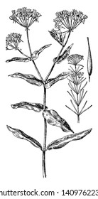 Picture is of Indian hemp. It is valuable fiber plant of East Indies now widespread in cultivation. Leaves are palmate, with five to seven leaflets, vintage line drawing or engraving illustration.