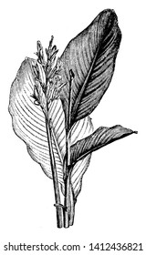 A picture indicates flowers and leaves of Canna Indica plant. Her flowers are large with light yellow and red divisions. The leaves are also large and alternate along the stem, vintage line drawing