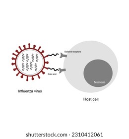 The picture of Influenza virus was attacking or infecting the host cell via sialated receptor and sialated acid.
