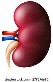 Picture of a kidney on white background