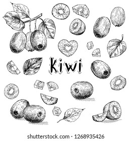 Picture of kiwi in different versions. Vector illustration. Hand drawing. The style of engraving.