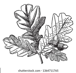 Una imagen de una hoja de un roble con dos bellotas producidas en ella, dibujo vintage o ilustración de grabado.