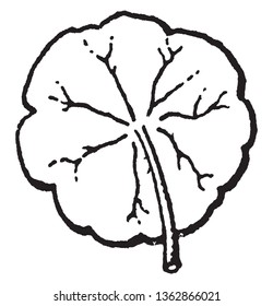 A picture of a leaf showing Peltate. A shield shape that is with the stem attached somewhere within the circumference of the leaf or other organ, vintage line drawing or engraving illustration.