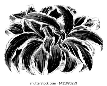 The picture of the leaves of kaempferia gilbertii is green and tufted. Kaempferia is found in India, China and Southeast Asia, is a genus of plants in the ginger family, vintage line drawing