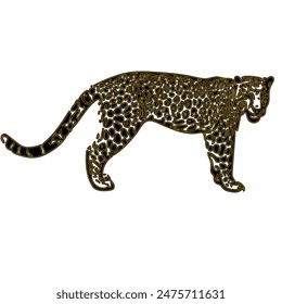 A picture of Leopard ilustration design template 