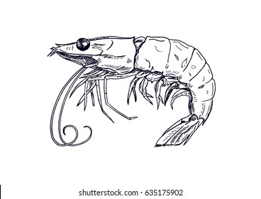 Picture Of Live Shrimp. Hand-drawn, Drawing, Line Sketch.