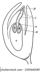 A picture of Longitudinal section through fertilized ovule of a spruce. pollen grains, pollen tubes, neck of the archegonium, body of archegonium with nucleus and embryo sac filled with endosperm