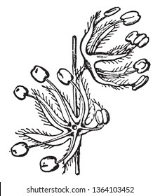 A picture of a male Oak flowers. In spring both male and female flowers are produced by an single Oak tree, vintage line drawing or engraving illustration.