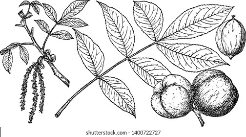 A picture of Mockernut Hickory tree. It is marked with branching ridges. This tree grows on rich, moist, well-drained soils of upland areas. Fruits September-October, with a dark reddish brown husk