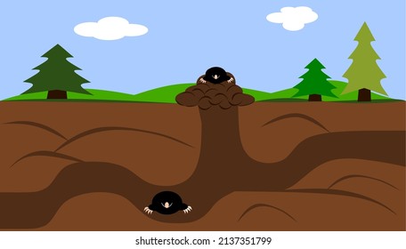 Picture of moles, mole's tunnels and molehill