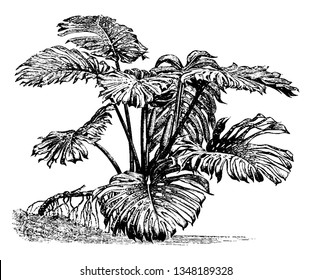 it is a picture Monstera Deliciosa flower bloom in summer mostly grows on southern Mexico, south to Panama, vintage line drawing or engraving illustration.