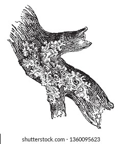 A picture of Moss and they grow on rocks or plant life, vintage line drawing or engraving illustration.