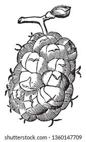 Picture of Mulberry fruit that can exhibit different coloured on the same plant. They are large, deciduous trees native to warm, temperate, and subtropical regions of Asia, Africa, and the Americas