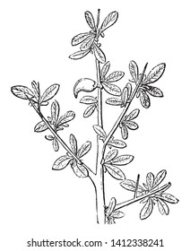 Picture of Myrrh plant. It has been used throughout history as a perfume, incense, and medicine. Myrrh gum is commonly harvested from the species Commiphora Myrrha, vintage line drawing or engraving