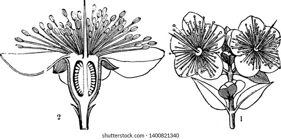 Picture of Myrtle flower. The common name myrtle comes from the ancient Greek word Myrtos, meaning a sprig of the myrtle tree. Picture shows the two partitions of Myrtle flower, vintage line drawing