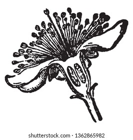 A picture of Myrtle Flower. The flowers are borne on short stalks in the axils of the leaves. From its margin proceed the five sepals, and within them the five rounded, spoon-shaped, white petals