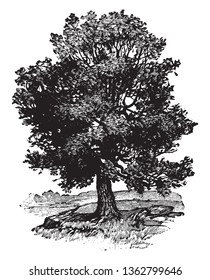 A Picture Of An Oak Tree. It Produces Acorns Which Can Be Used In Certain Foods And Beverages, Wood That Is Used In Various Types Of Construction And Even Wine Aging, Vintage Line Drawing Or Engraving