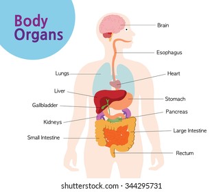 A picture of the organs in your body