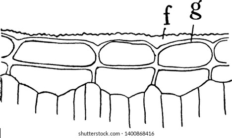 A picture of P. Japonica Epidermis showing cross section through upper half of leaf of Pyrus Japonica, showing cutinized layer of the outer wall at f, and cellulose layer at g, vintage line drawing