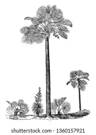 A picture of a palmetto tree which is a fan palm mostly found in the United States, vintage line drawing or engraving illustration.