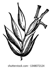The picture part of sheep's fescue grass, there is upper part some seed and upper side bud of seed, vintage line drawing or engraving illustration.