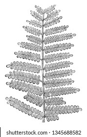 A picture of Pecopteris Tree Fern. Pecopteris is a genus of leaves, vintage line drawing or engraving illustration.