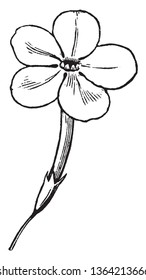 Picture of Phlox flower. Flower has a long tubular corolla with 5 spreading petals that are well-rounded and overlap slightly, vintage line drawing or engraving illustration.