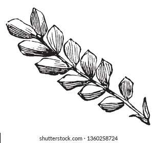 A picture of Pinnate leaf which are compound leaf that are attached to the stem and is divided into smaller leaflets, vintage line drawing or engraving illustration.