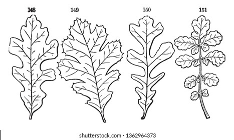 A picture of Pinnate leaf which are compound leaf that are attached to the stem and is divided into smaller leaflets, vintage line drawing or engraving illustration.