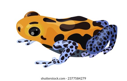 Picture of poison arrow frog with colorful orange, black, blue spotted coloring. Wildlife nature tropical toxic toad. Poisonous cute exotic species. Isolated on white background. Vector illustration