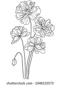 Picture of poppies in lines. Vector