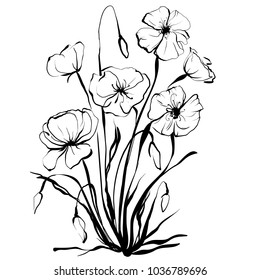 Picture of poppies. Vector flowers, abstract flowers.