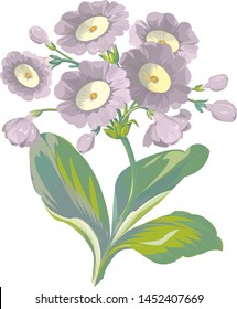 A picture of Primula Auricula flower plant. It is an evergreen perennial plant. Its plant is tall and wide, the leaves are obviate, vintage line drawing.
 svg
