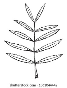A Picture of Proserpinaca plant leaf. Leaves are stalk less and serrate type margin. They are arranged in opposite, vintage line drawing or engraving illustration.