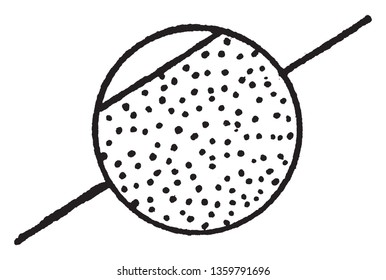 A picture of Punctate which is small dots, which can mostly be seen only with a lens, vintage line drawing or engraving illustration.