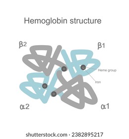 La imagen de la estructura cuaternaria de hemoglobina (Hb o Hgb): Cadena de polipéptidos (cuatro subunidades: dos cadenas alfa y dos Beta) que se unieron con grupo temático y hierro.