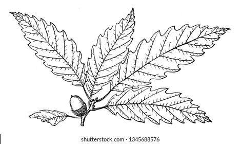 Picture of Quercus Acuminata branch. It is a long-lived oak, native to eastern and central North America and found from Minnesota. The leaves grow to be 5 to 8.5 inches long, vintage 