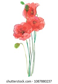 Picture of red poppies. Vector