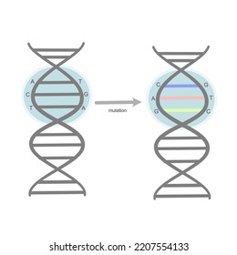 The picture represent the mutation site on double stranded DNA.